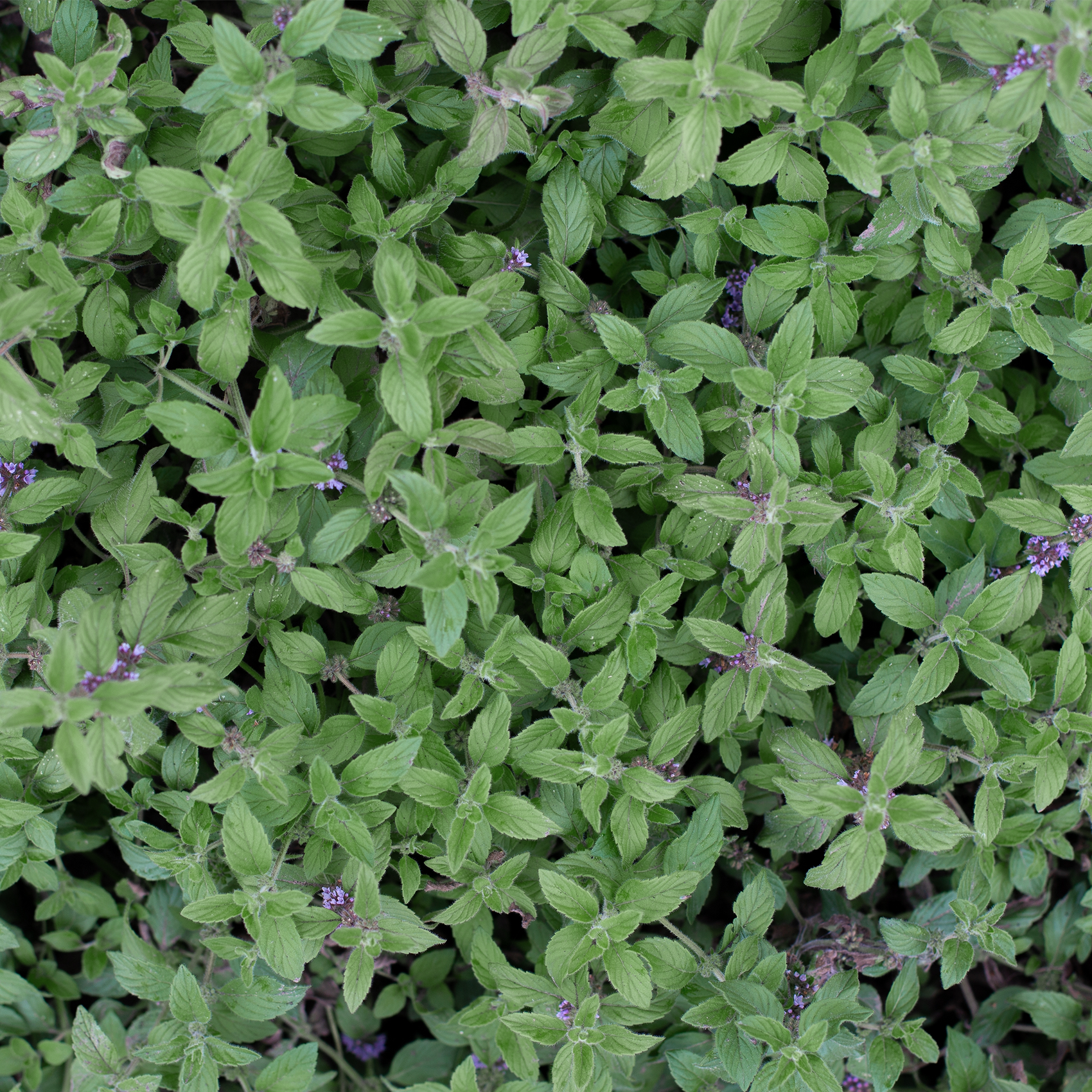 Pineapple Mint