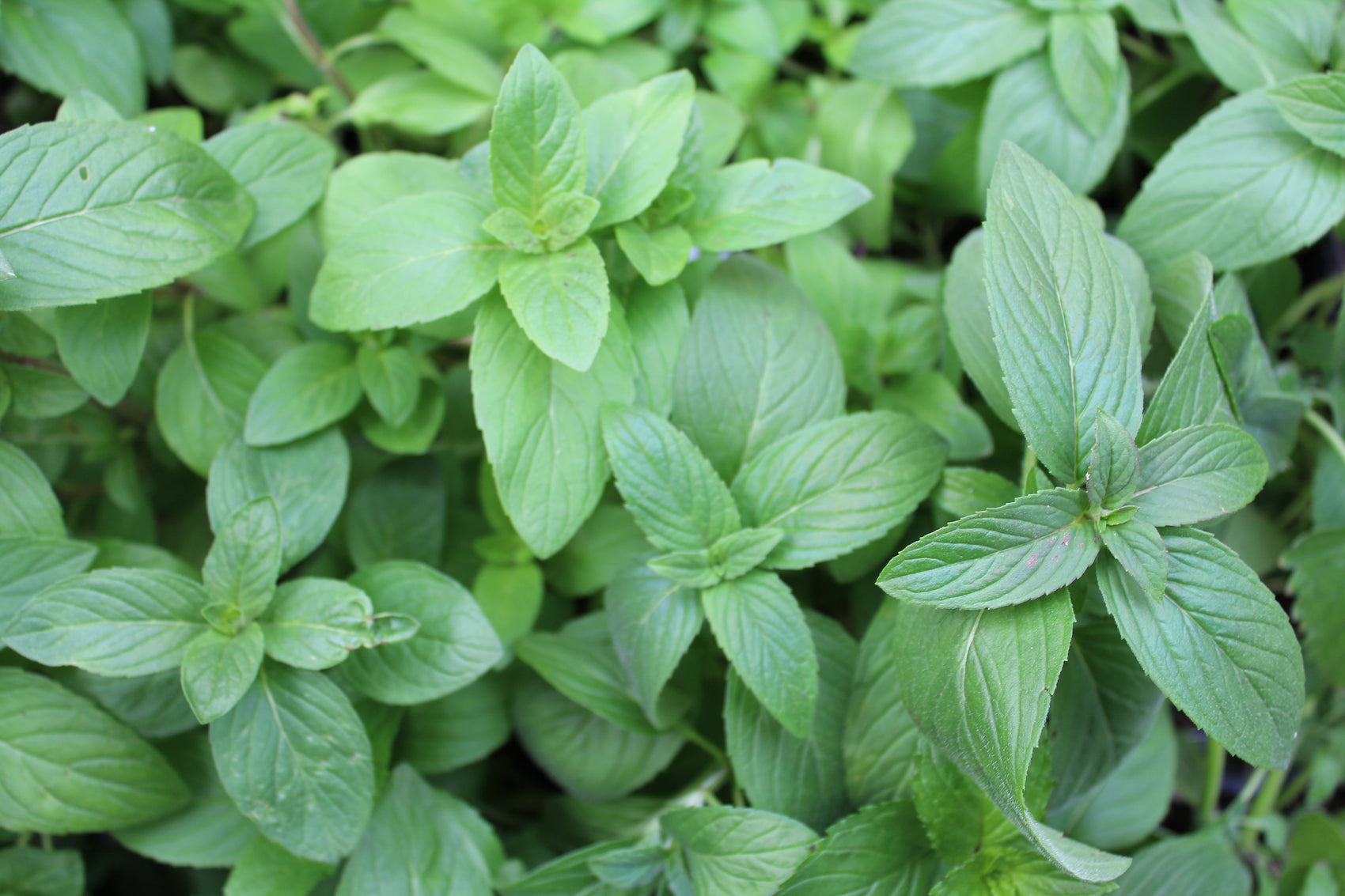 Lemon mint