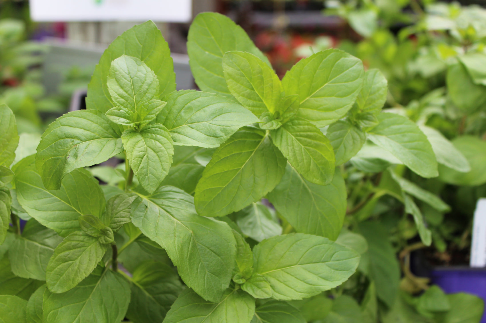 Orange mint
