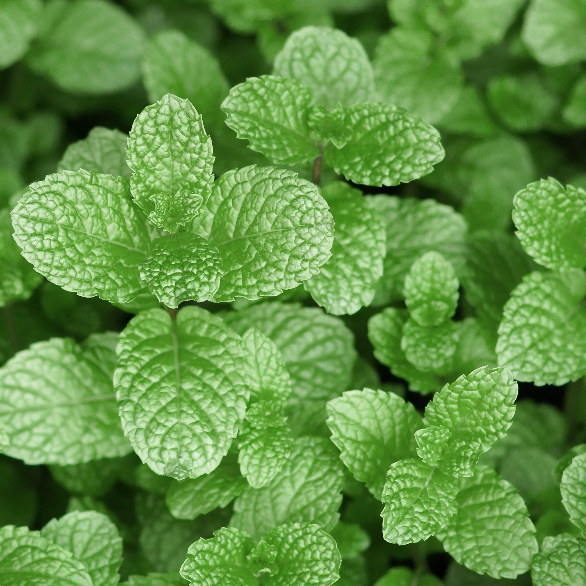 Peppermint