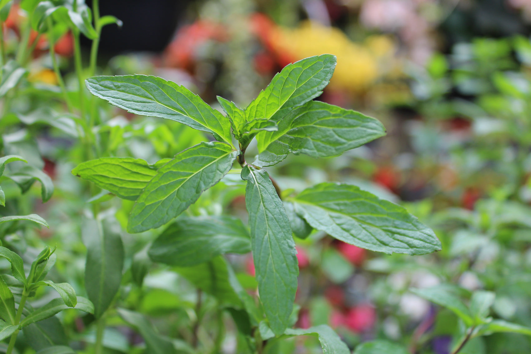 Thai mint