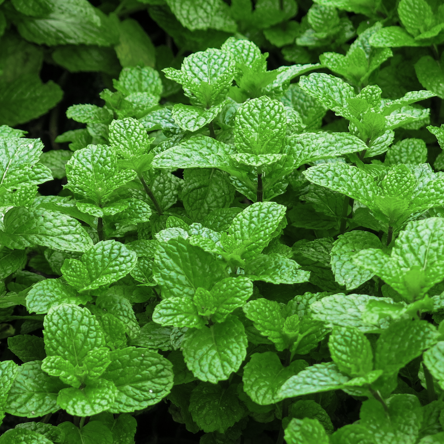 Spearmint