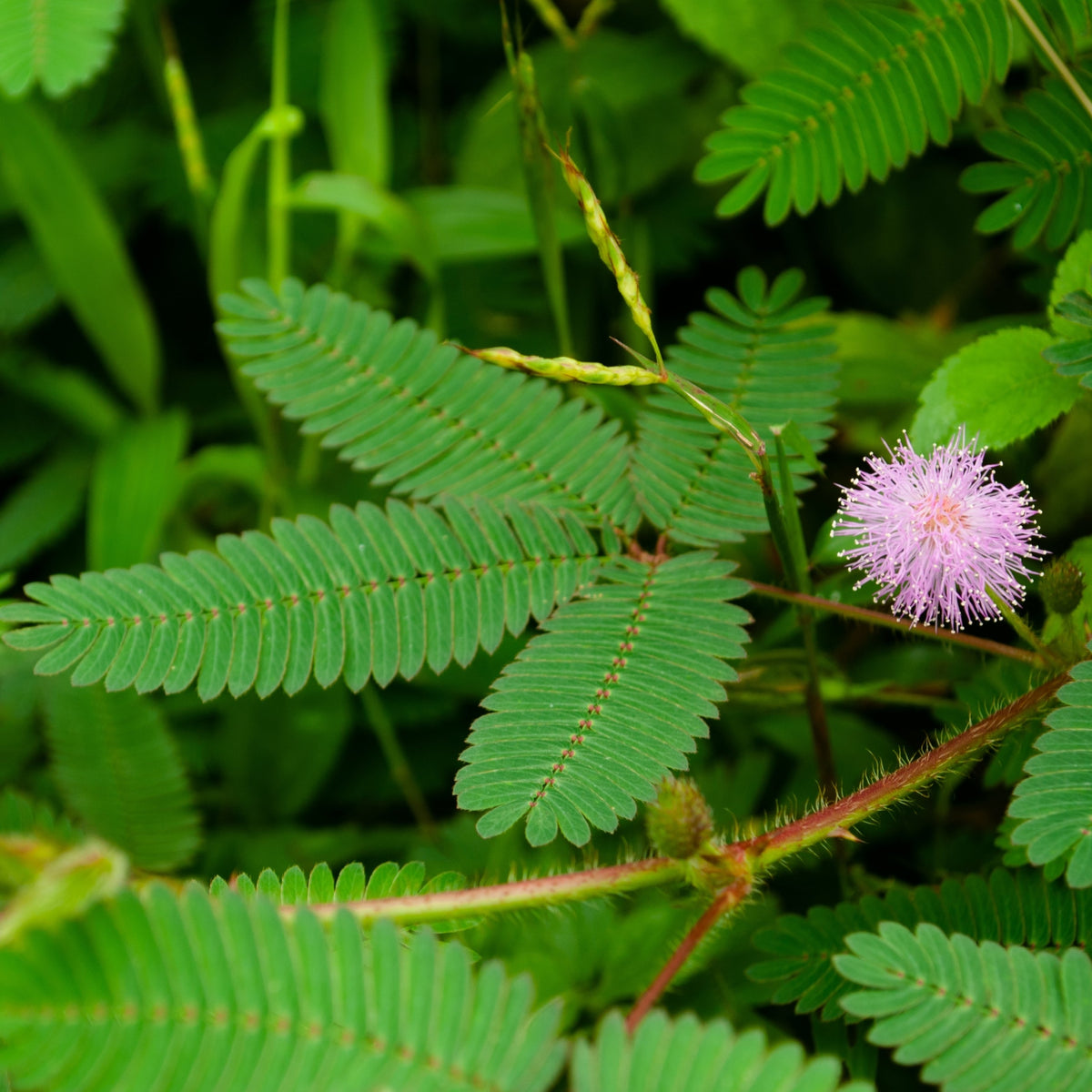 Photo de Mimosa pudica. Réservez un étalement de étalement exact non indiqué; conserver de l'espace autour du feuillage. Son port est petit plant tropical ramifié aux tiges fines. La couleur caractéristique est : rose (floraison). Le visuel permet d'observer les contours, les teintes et la disposition des éléments présentés. Les détails de forme et les contrastes donnent un aperçu de l'apparence de cette plante ou de sa récolte.