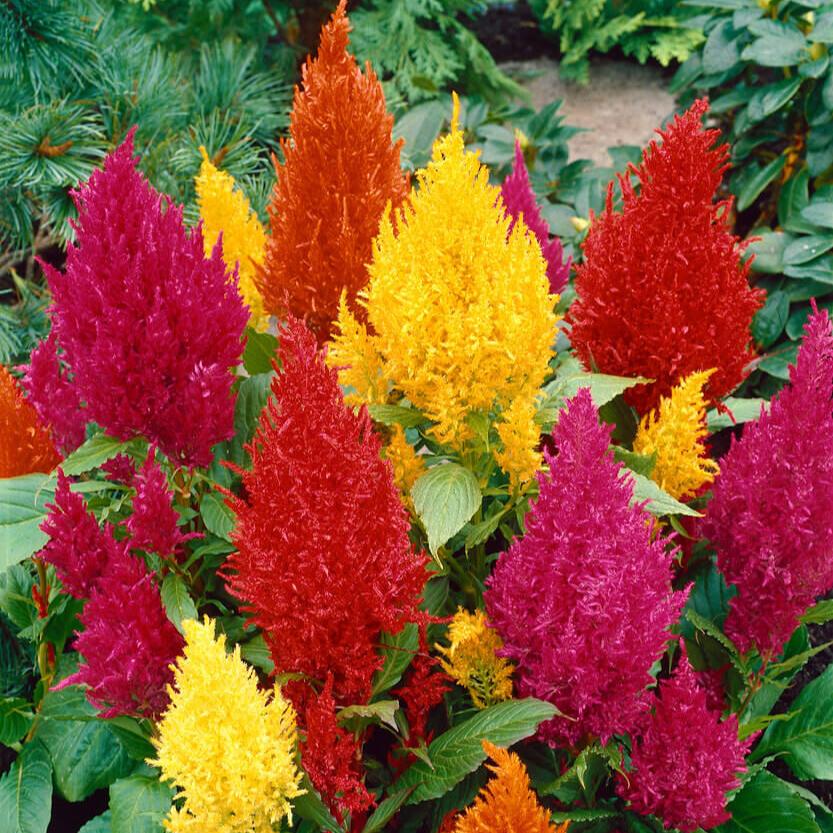 Des groupes fleuris dressés forment des pointes rouges, jaunes, orange et rose pourpré. De nombreuses petites parties serrées composent leurs surfaces, qui ressemblent à des plumes épaisses. Les têtes se répartissent à plusieurs hauteurs entre des feuilles vertes allongées. Une petite zone de sol apparaît derrière, tandis que le feuillage sombre remplit le reste du fond.