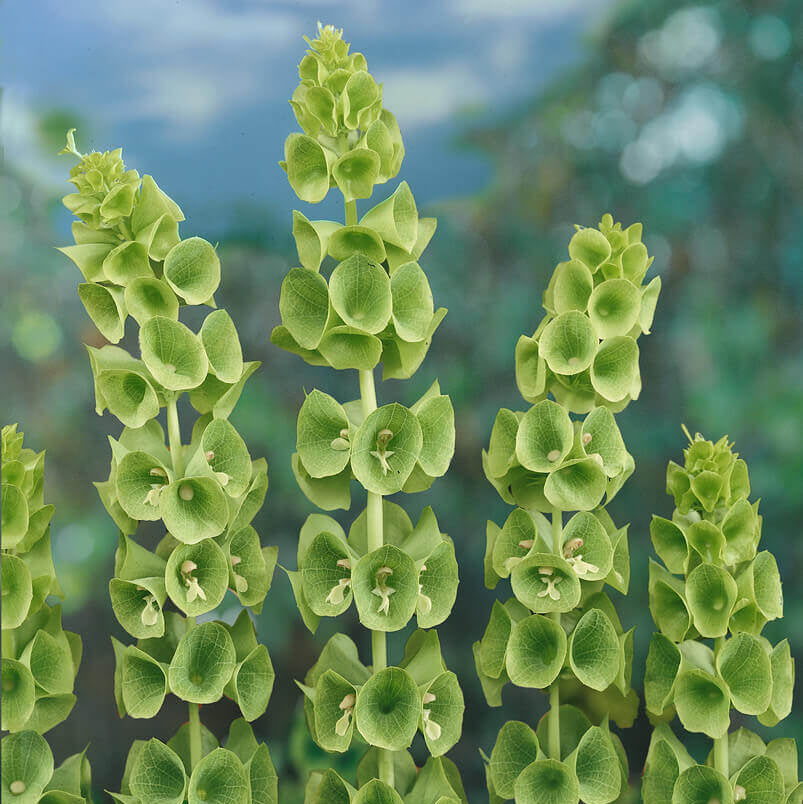 Des tiges vertes dressées portent des formes en petites coupes arrondies, disposées à plusieurs niveaux. Les bords pâles s’ouvrent autour de centres plus foncés. De petits éléments verts pointus se regroupent vers les sommets des tiges. Le cadrage montre plusieurs hampes côte à côte, devant un fond bleu vert flou qui détache leurs silhouettes verticales.