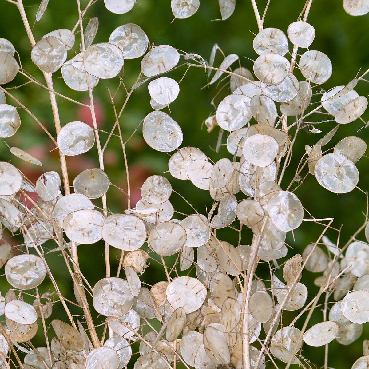 Photo de Monnaie du pape Alba. Appréciée pour ses fruits argentés et décoratifs, la Monnaie du pape 'Alba' produit de délicates fleurs blanches regroupées sur des épis floraux lâches. Ses fruits translucides sont également très prisés pour les arrangements floraux séchés, ajoutant une touche artistique à vos compositions. La couleur caractéristique est : blanc.
