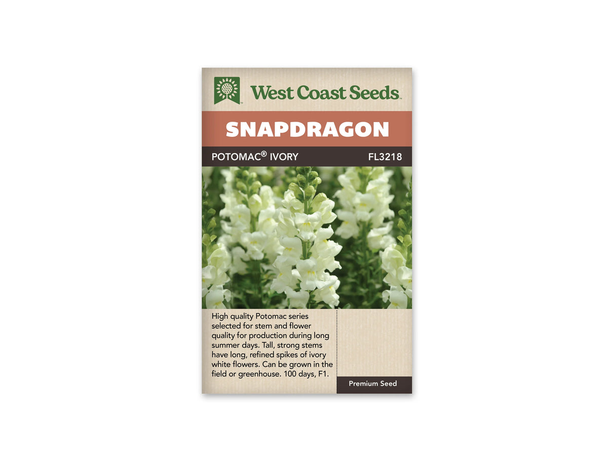 Sachet West Coast Seeds illustré par une photo de mufliers. Plusieurs épis de mufliers blanc crème se dressent devant du feuillage vert. Les fleurs ouvertes montrent une gorge légèrement jaune et se répartissent le long des tiges. Des boutons verts encore fermés occupent les sommets. Certains épis sont nets au premier plan, tandis que les fleurs placées derrière forment un fond plus doux et lumineux.