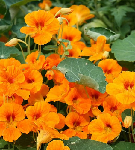 Semences Mélange de capucines grimpantes (Tropaeolum majus)