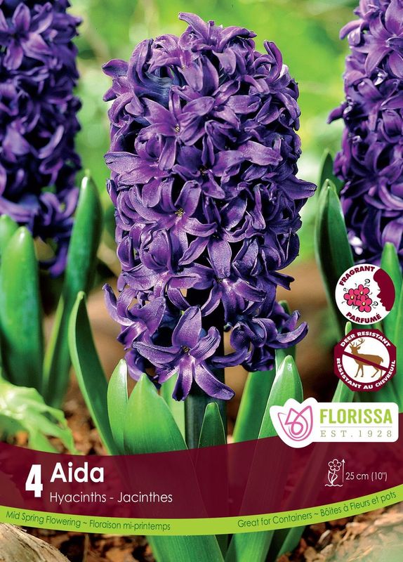 Jacinthe ‘Aïda’ ( Hyacinthus orientalis ) : une grappe de jacinthe violet foncé. Le visuel Florissa présente la plante et son nom dans la partie inférieure de l’étiquette. La photographie occupe presque toute la surface, tandis que le bandeau du bas rassemble les indications du produit. Cette vue permet de reconnaître son apparence et de distinguer la variété présentée.