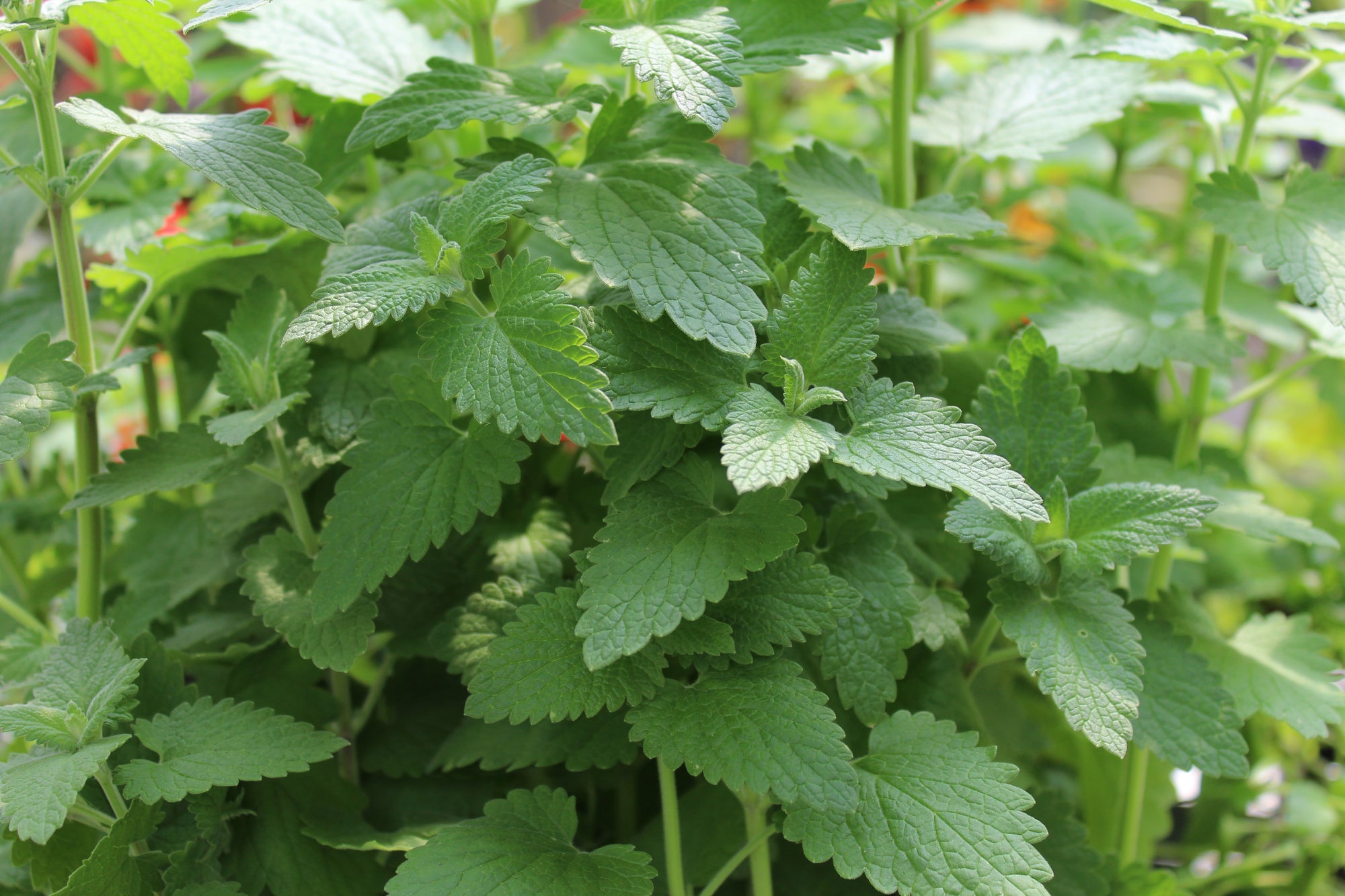 Catnip