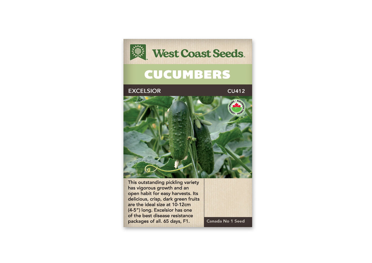 Sachet beige de semences Excelsior avec une bande verte au-dessus du nom. La photographie montre deux concombres vert foncé suspendus parmi les feuilles, près d'une ficelle verticale. Une vrille forme une boucle au premier plan. Le logo biologique canadien apparaît dans le haut de la photo. Un texte en anglais occupe la partie inférieure.