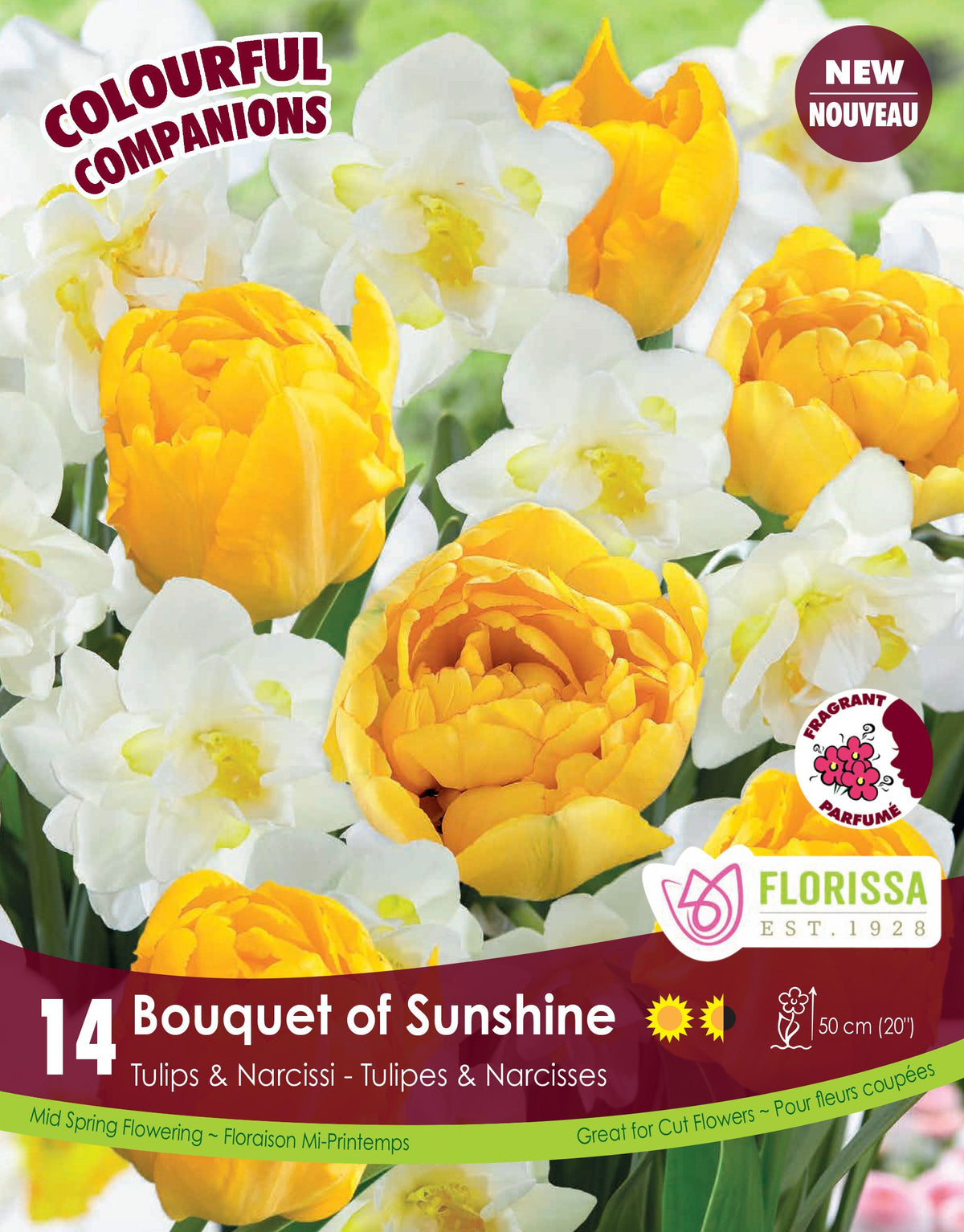 Harmonie Florale ‘Bouquet of Sunshine’ ( Tulipa et Narcissus ) : des tulipes doubles jaunes parmi des narcisses doubles blancs et jaunes. Le visuel Florissa présente la plante et son nom dans la partie inférieure de l’étiquette. La photographie occupe presque toute la surface, tandis que le bandeau du bas rassemble les indications du produit. Cette vue permet de reconnaître son apparence et de distinguer la variété présentée.