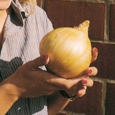 Photo de Oignon Kelsae Doux Géant. La couleur caractéristique est : jaune. Le visuel permet d'observer les contours, les teintes et la disposition des éléments présentés. Les détails de forme et les contrastes donnent un aperçu de l'apparence de cette plante ou de sa récolte. Cette photographie accompagne la variété nommée afin de l'identifier dans la sélection de semences.