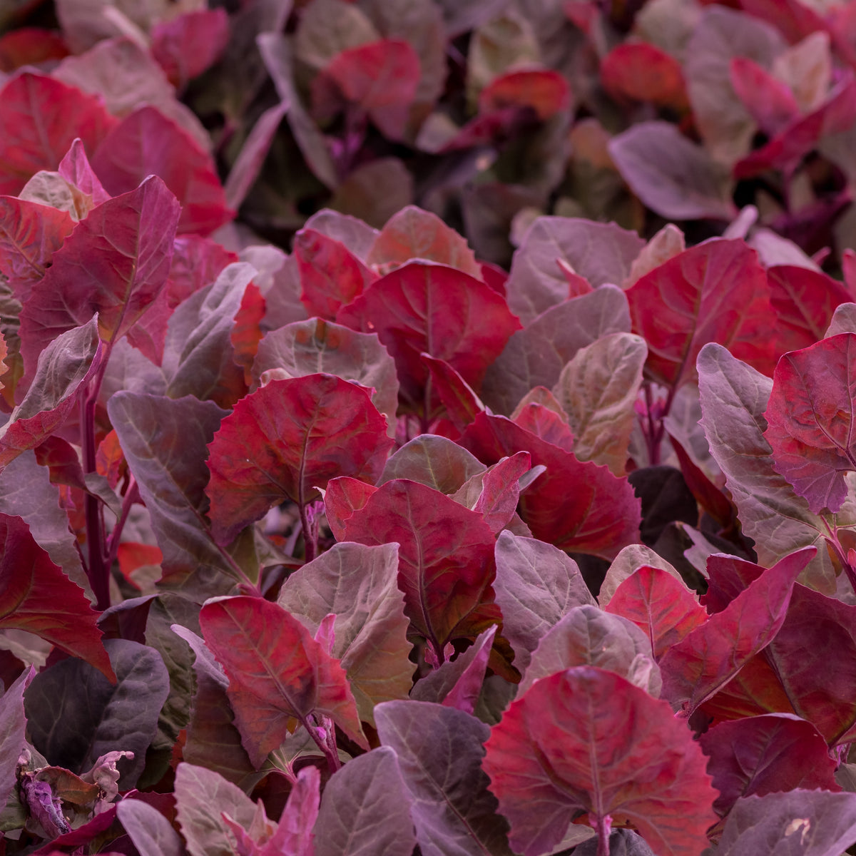 Visuel principal associé à Arroche 'Magenta', semences offertes par Cutleaf Seed. Cette image accompagne la fiche pour relier clairement le produit à son emballage ou à la culture présentée. Elle complète les renseignements de semis, de culture et de récolte, sans remplacer les indications propres au lot ni les conseils détaillés figurant sur le sachet.