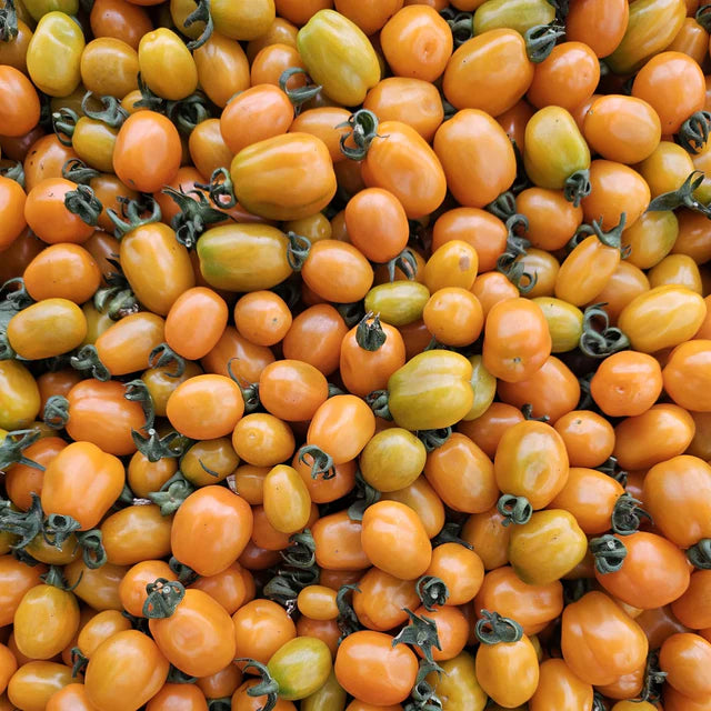 Semences Hortinova de Tomate cerise 'Oringa' F1, produit destiné au potager et présenté pour identifier clairement le cultivar avant le semis. Vue 1 de l'emballage ou du produit, à utiliser comme repère visuel avec les conseils de culture, l'exposition, l'arrosage et la récolte indiqués dans la fiche française de Pépinière.ca.