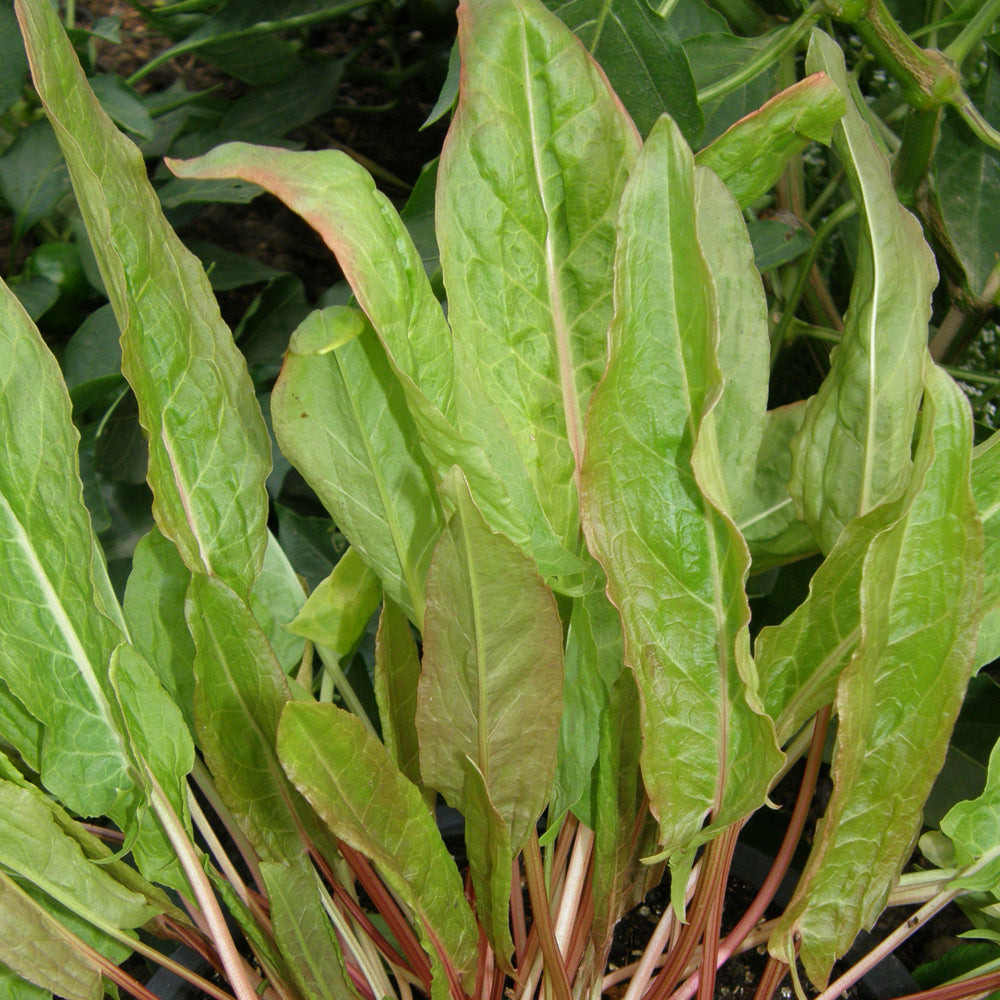 Oseille de Jardin. Longues feuilles vertes d’oseille dans une touffe. Le cadrage permet de voir les formes, les couleurs et les détails du sujet représenté. Les contours se détachent du fond de l’image, avec des différences de teinte et de texture visibles sur les surfaces. Cette vue accompagne la présentation du produit dans la boutique.