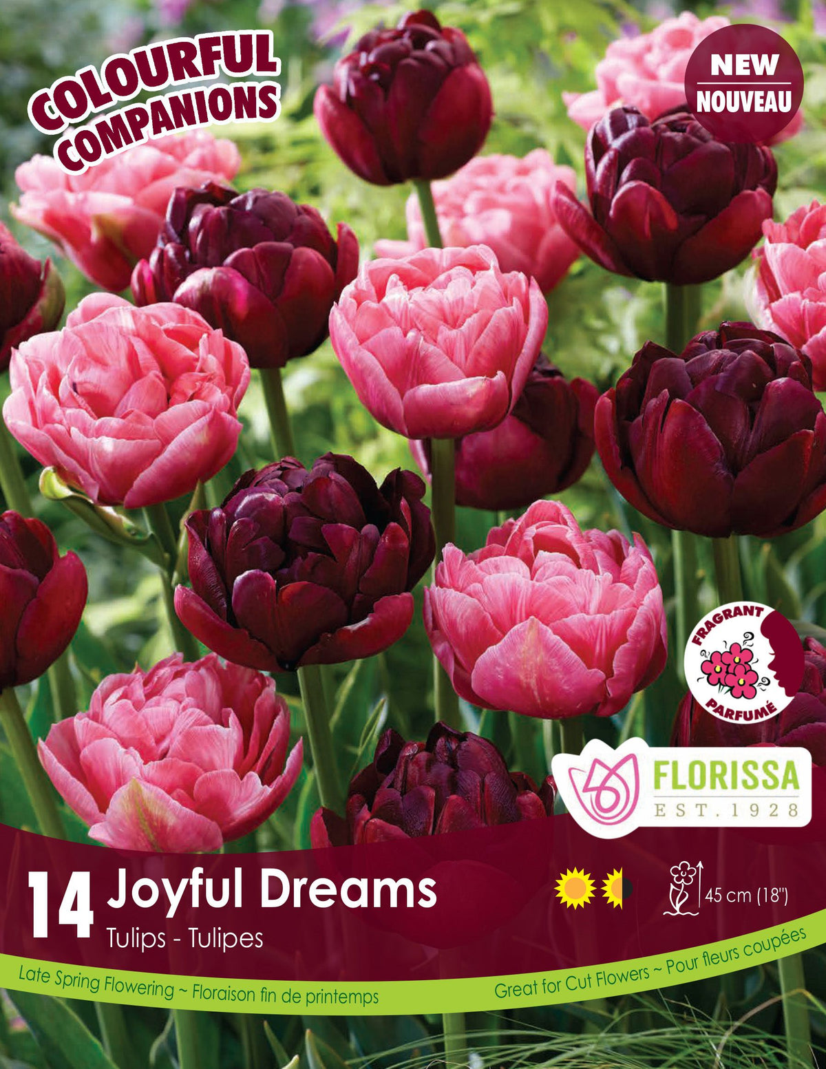 Harmonie florale Joyful Dreams ( Tulipa spp.) : des tulipes doubles roses et bordeaux foncé. Le visuel Florissa présente la plante et son nom dans la partie inférieure de l’étiquette. La photographie occupe presque toute la surface, tandis que le bandeau du bas rassemble les indications du produit. Cette vue permet de reconnaître son apparence et de distinguer la variété présentée.
