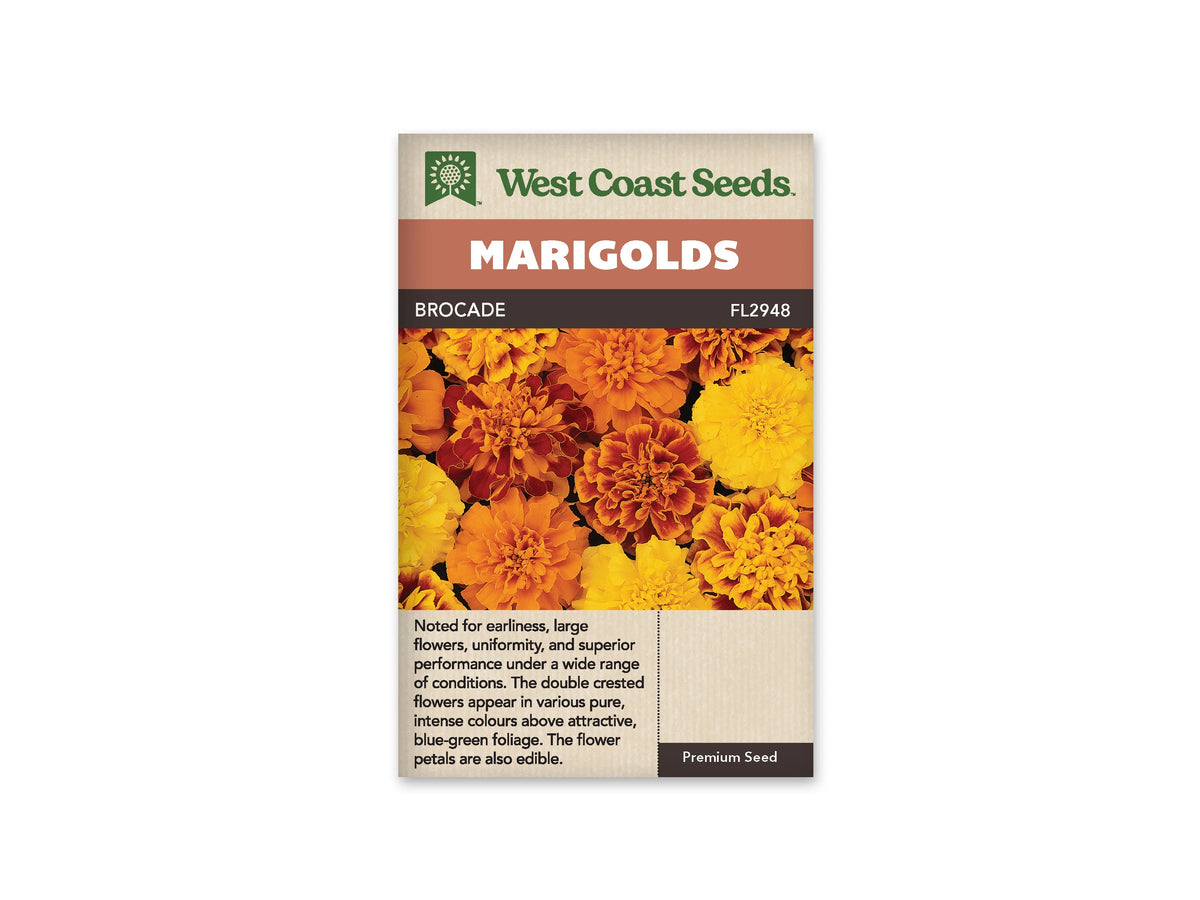 Sachet Brocade de West Coast Seeds sur fond blanc. La photo présente des fleurs doubles jaunes, orange et acajou, certaines bordées de jaune. Les pétales serrés forment des cœurs frisés et des contours arrondis. Quelques feuilles vertes apparaissent entre les capitules. Le bandeau orange indique Marigolds; la bande brune porte le nom Brocade et le code FL2948.