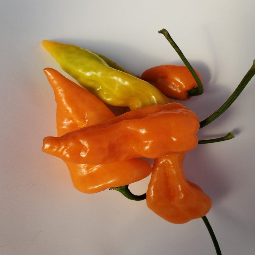 Poivron orange 'Habanada' bio
