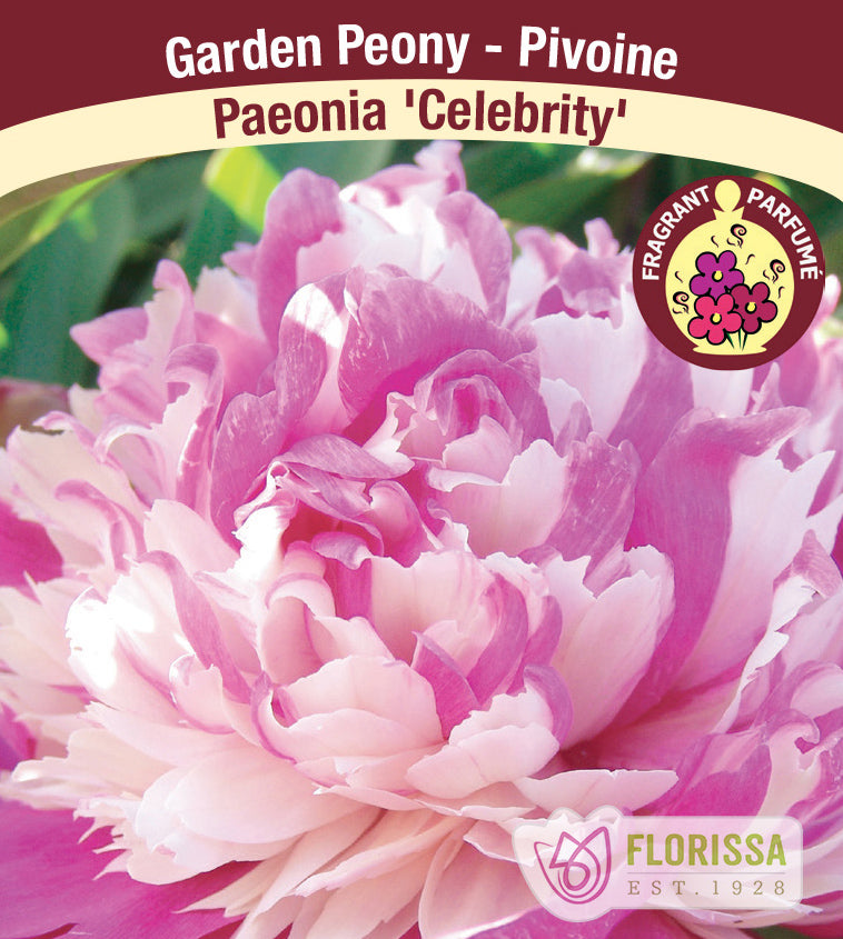 Pivoine ‘Celebrity’ (1 racine) ( Paeonia ) : une pivoine rose à cœur très fourni, nuancé de rose pâle. La photographie occupe la plus grande partie de l’étiquette, sous le nom de la plante. Le visuel permet de reconnaître son apparence et les détails de son port ou de sa floraison. La présentation associe cette vue rapprochée à l’identification imprimée, avec la marque Florissa également visible.