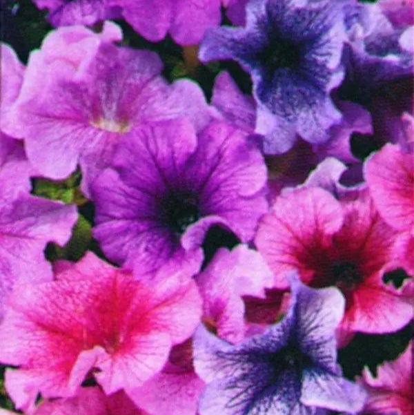Photo de Pétunia Daddy® Mélange F1. Le Pétunia Daddy® Mélange F1 est un superbe mélange de grandes fleurs veinées dans des teintes élégantes de rose, bleu et prune. La couleur caractéristique est : mélange veiné. Le visuel permet d'observer les contours, les teintes et la disposition des éléments présentés. Les détails de forme et les contrastes donnent un aperçu de l'apparence de cette plante ou de sa récolte.