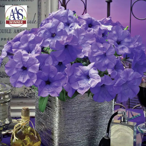 Photo de Pétunia Evening Scentsation™ F1. Pétunia Evening Scentsation™ F1 formant un large coussin de fleurs bleu indigo au-dessus d'un feuillage vert dense. La couleur caractéristique est : bleu indigo. Le visuel permet d'observer les contours, les teintes et la disposition des éléments présentés. Les détails de forme et les contrastes donnent un aperçu de l'apparence de cette plante ou de sa récolte.