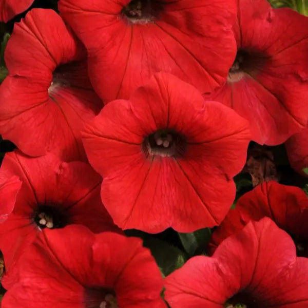 Photo de Pétunia Shock Wave® Red F1. La couleur caractéristique est : rouge. Le visuel permet d'observer les contours, les teintes et la disposition des éléments présentés. Les détails de forme et les contrastes donnent un aperçu de l'apparence de cette plante ou de sa récolte. Cette photographie accompagne la variété nommée afin de l'identifier dans la sélection de semences.