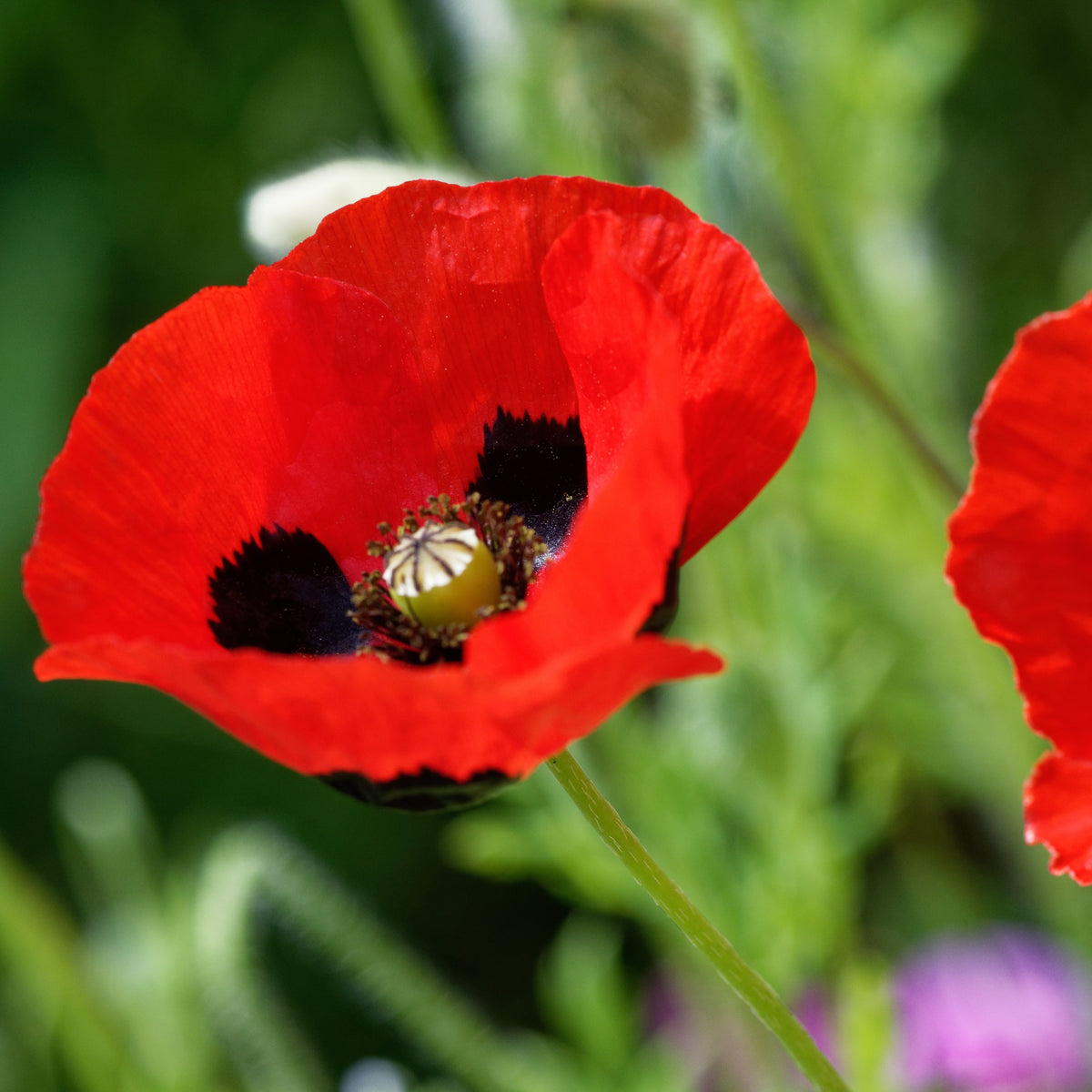 Photo de Pavot Ladybird. La couleur caractéristique est : rouge. Le visuel permet d'observer les contours, les teintes et la disposition des éléments présentés. Les détails de forme et les contrastes donnent un aperçu de l'apparence de cette plante ou de sa récolte. Cette photographie accompagne la variété nommée afin de l'identifier dans la sélection de semences.