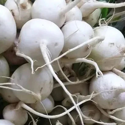Organic 'Pearl' Radish Seeds by Gaia, product image prepared for Canadian gardeners.