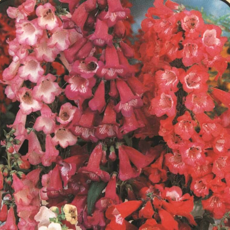Des fleurs roses, rouges et corail sont regroupées en colonnes serrées. Leurs corolles tubulaires s’ouvrent en lobes arrondis autour de gorges plus pâles ou marquées de foncé. Plusieurs fleurs se chevauchent et montrent leurs ouvertures inclinées vers le regard. De petites portions de tiges et de feuilles vertes apparaissent dans les espaces et sur les bords.