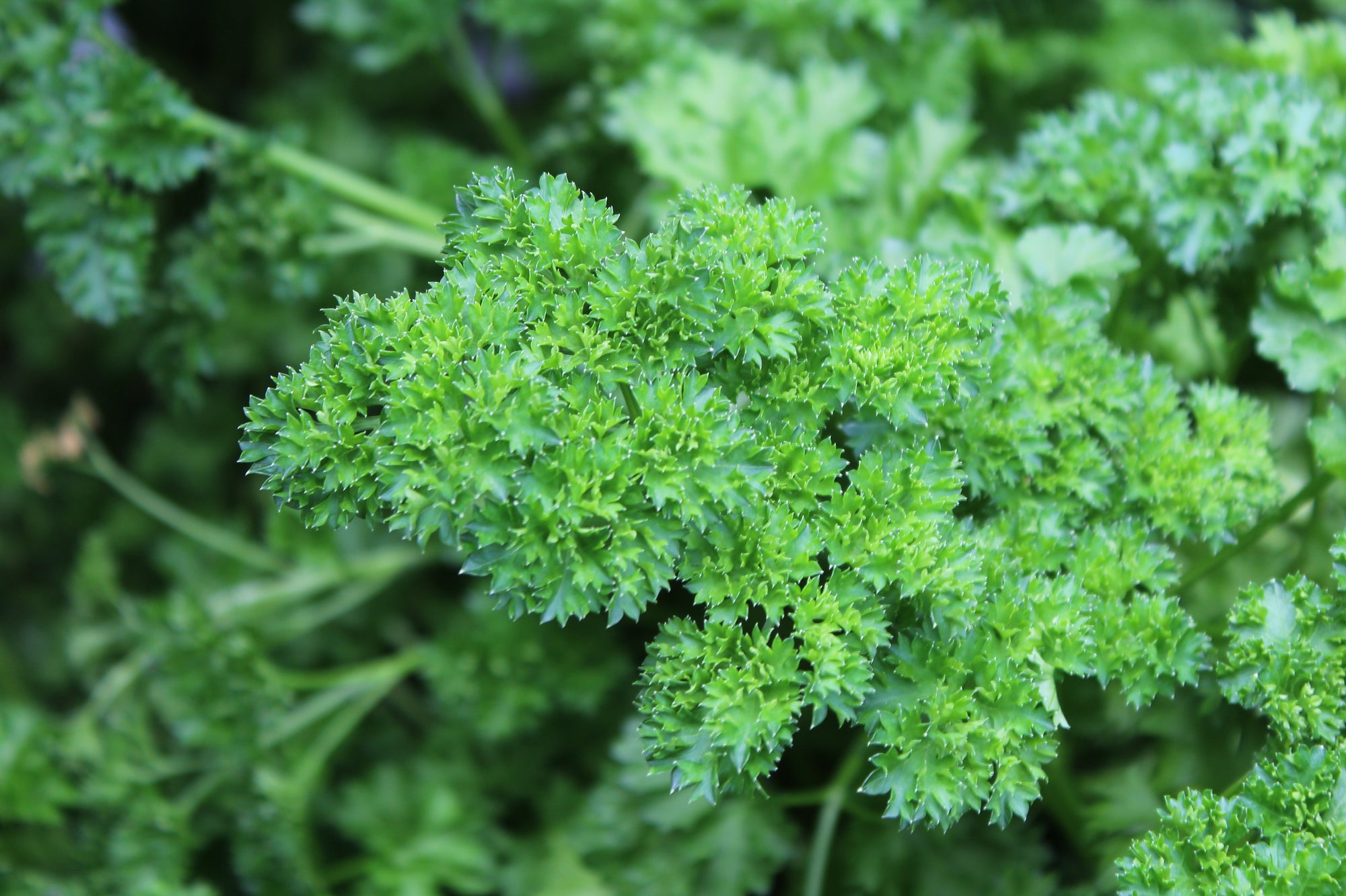 Persil frisé 'Forest Green'