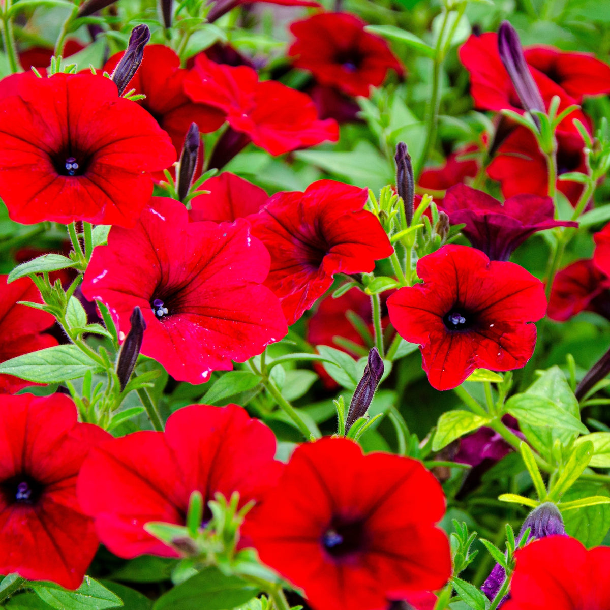 Easy Wave® Red F1 petunia in full bloom, forming a broad trailing mound covered with red flowers and darker throats. Green foliage is almost hidden beneath the abundant blooms. Its low, rounded habit illustrates its use in hanging baskets, large containers, and garden edges where stems can spread or trail freely.