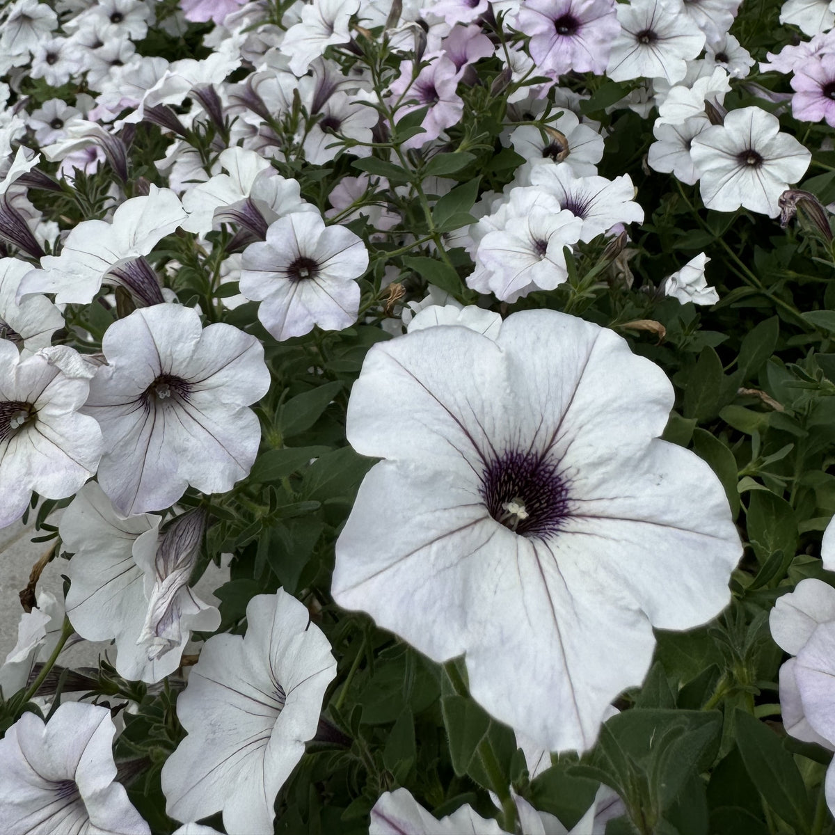 Easy Wave® Silver F1 petunia in full bloom, forming a broad trailing mound covered with silvery white with visible veins flowers and darker throats. Green foliage is almost hidden beneath the abundant blooms. Its low, rounded habit illustrates its use in hanging baskets, large containers, and garden edges where stems can spread or trail freely.