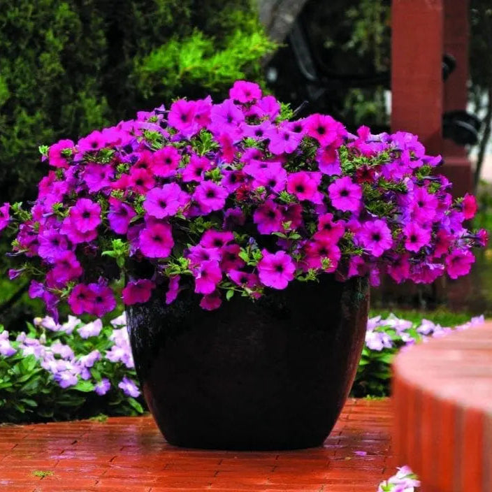 Photo de Pétunia Wave® Purple Improved F1. Pétunia Wave® Purple Improved F1 en pleine floraison, formant un large coussin retombant couvert de fleurs pourpre à gorge plus foncée. Le feuillage vert disparaît presque sous les corolles nombreuses. Son port bas et arrondi illustre son utilisation dans les paniers suspendus, les grands contenants et les bordures où les tiges peuvent s’étaler ou retomber librement.