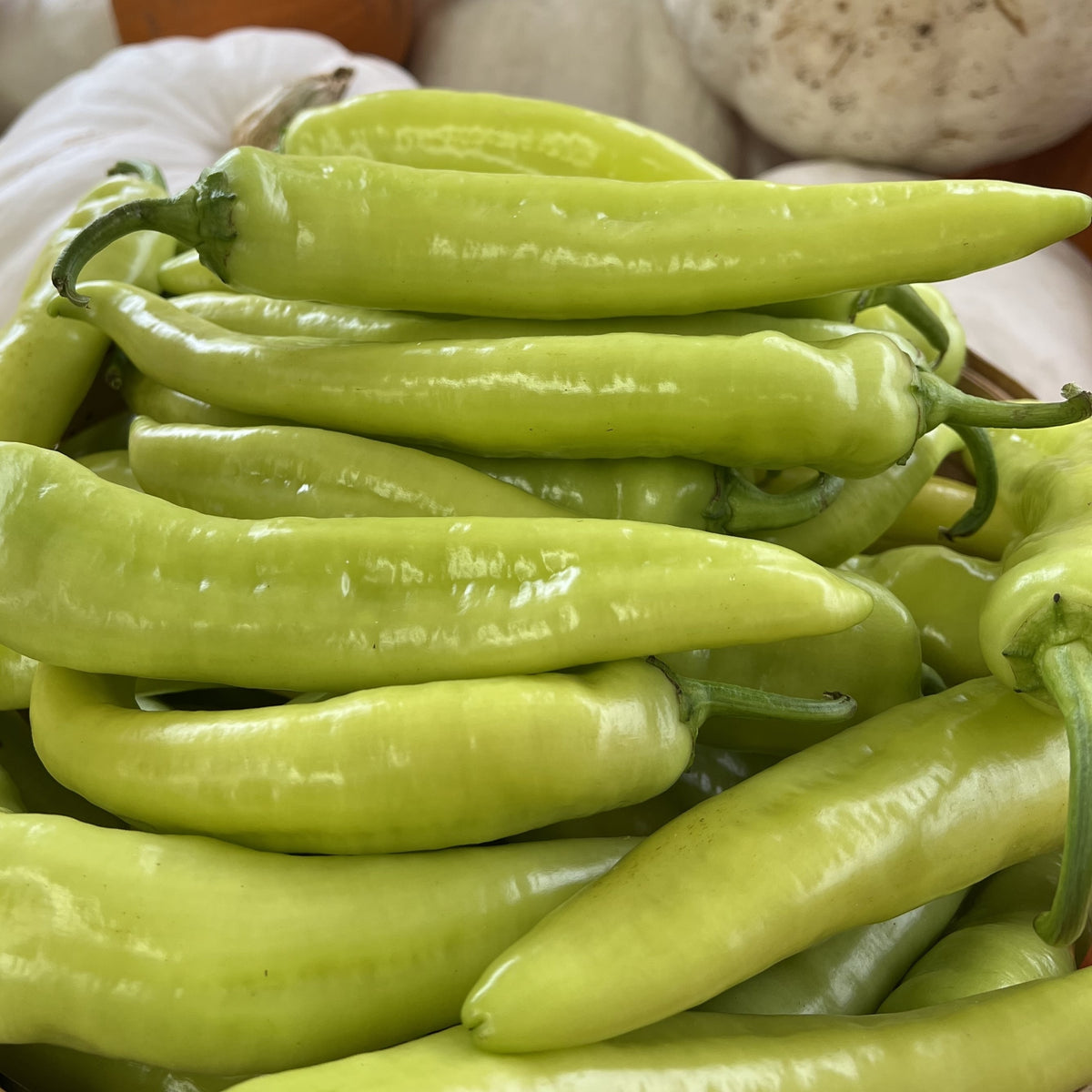Visuel principal associé à Piment fort 'Hungarian Hot Wax', semences offertes par Cutleaf Seed. Cette image accompagne la fiche pour relier clairement le produit à son emballage ou à la culture présentée. Elle complète les renseignements de semis, de culture et de récolte, sans remplacer les indications propres au lot ni les conseils détaillés figurant sur le sachet.