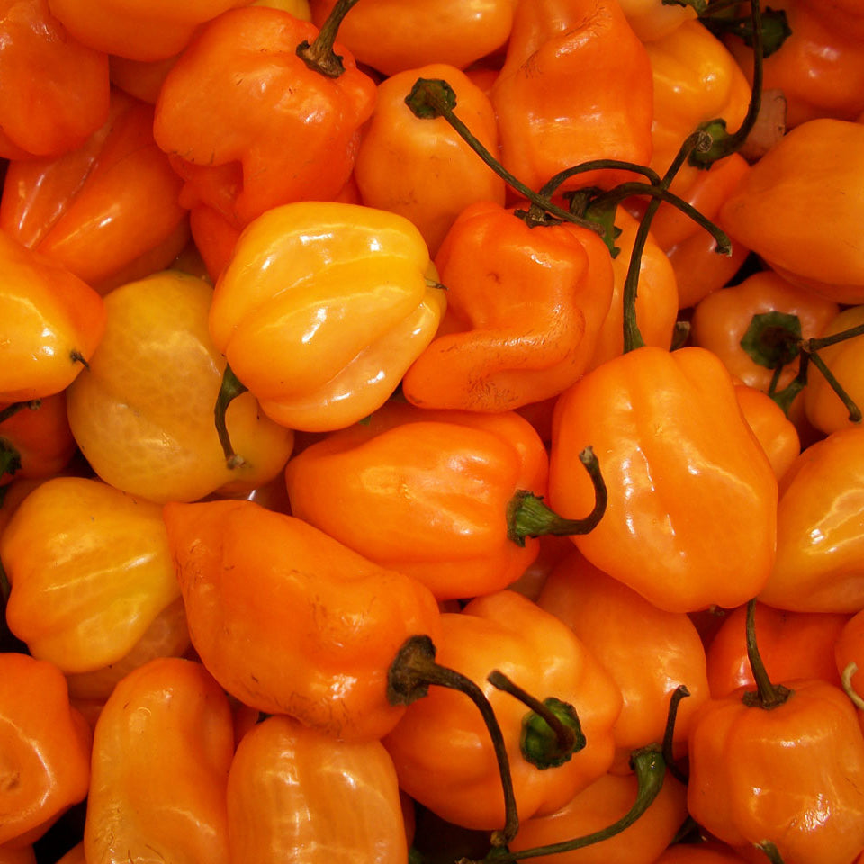 Piment fort Habanero Orange. Piments Habanero orange, petits et plissés. Le cadrage permet de voir les formes, les couleurs et les détails du sujet représenté. Les contours se détachent du fond de l’image, avec des différences de teinte et de texture visibles sur les surfaces. Cette vue accompagne la présentation du produit dans la boutique.