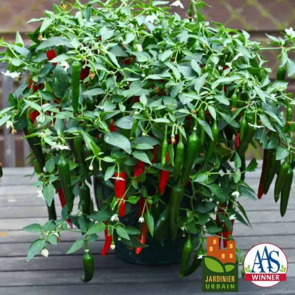 Photo de Piment fort 'Cayennetta' F1 Patio. La couleur caractéristique est : vert/ rouge. Les fruits présentent cette forme : cylindrique. Le visuel permet d'observer les contours, les teintes et la disposition des éléments présentés. Les détails de forme et les contrastes donnent un aperçu de l'apparence de cette plante ou de sa récolte.