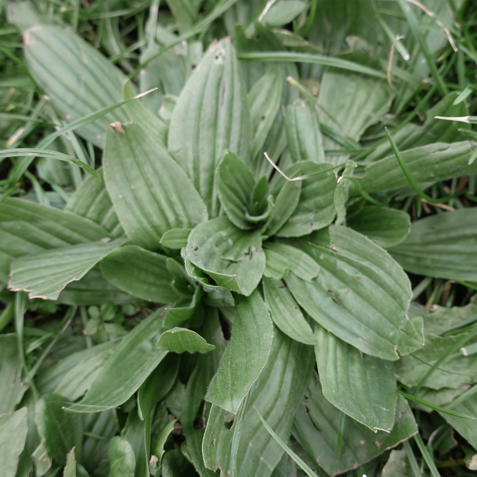 Plantain