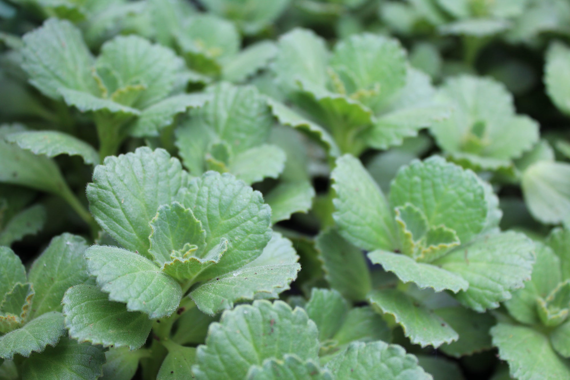 Plectranthus tomentosus