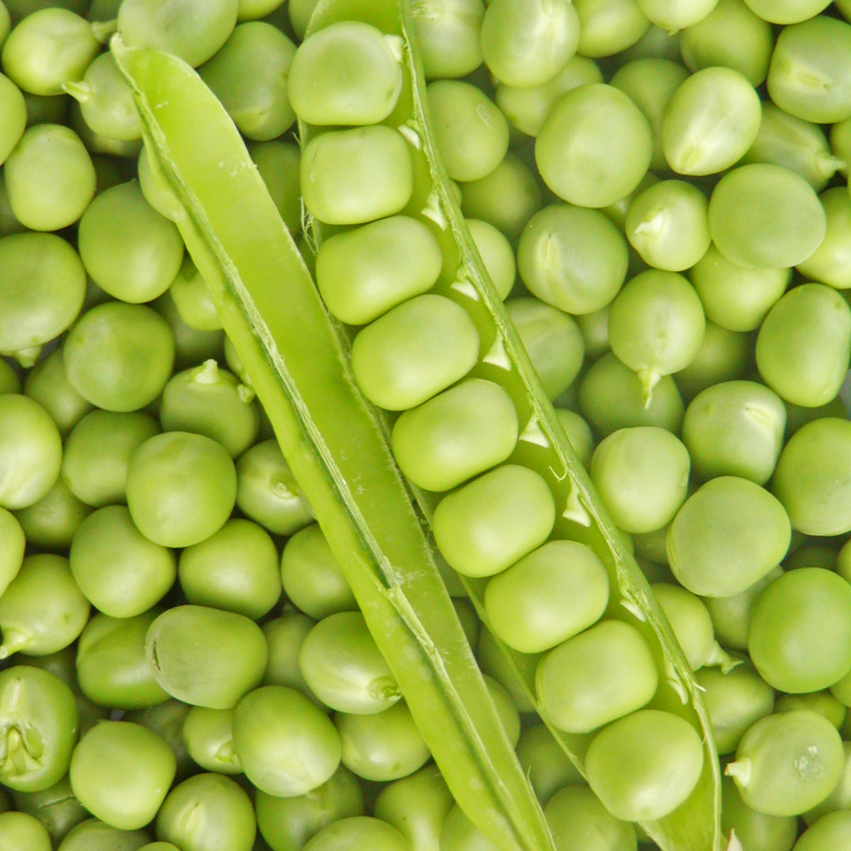 Pois Petit Provençal. Petits pois verts écossés, avec une gousse ouverte. Le cadrage permet de voir les formes, les couleurs et les détails du sujet représenté. Les contours se détachent du fond de l’image, avec des différences de teinte et de texture visibles sur les surfaces. Cette vue accompagne la présentation du produit dans la boutique.