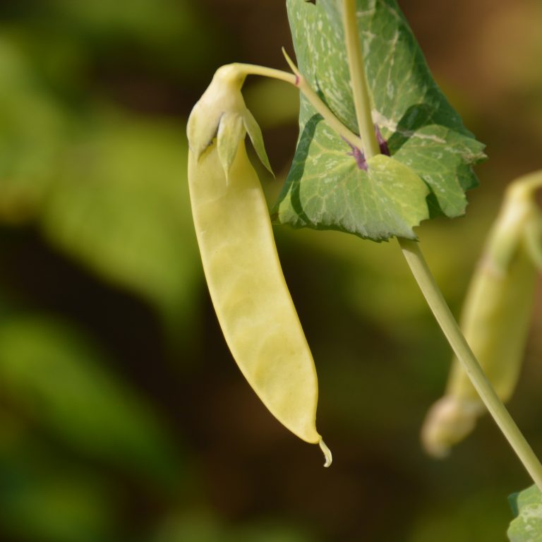 Pois Golden Sweet. Gousse de pois jaune suspendue à son plant. Le cadrage permet de voir les formes, les couleurs et les détails du sujet représenté. Les contours se détachent du fond de l’image, avec des différences de teinte et de texture visibles sur les surfaces. Cette vue accompagne la présentation du produit dans la boutique.
