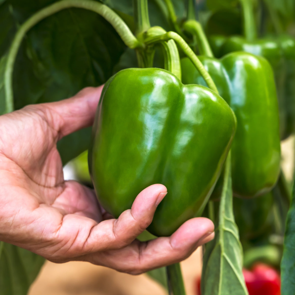 Photo de Poivron vert 'California Wonder'. Ce poivron de type "Bell" est connu pour ses fruits carrés à parois épaisses et savoureuses. La couleur caractéristique est : vert moyen à foncé. Les fruits présentent cette forme : carrée. Le visuel permet d'observer les contours, les teintes et la disposition des éléments présentés.