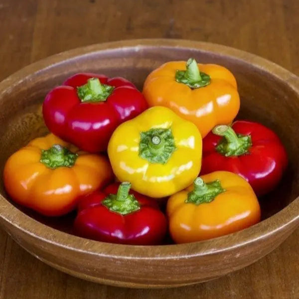 Photo de Poivron Hungarian 'Cheese' F1. La couleur caractéristique est : rouge/ orange/ jaune. Les fruits présentent cette forme : aplatie. Le visuel permet d'observer les contours, les teintes et la disposition des éléments présentés. Les détails de forme et les contrastes donnent un aperçu de l'apparence de cette plante ou de sa récolte.