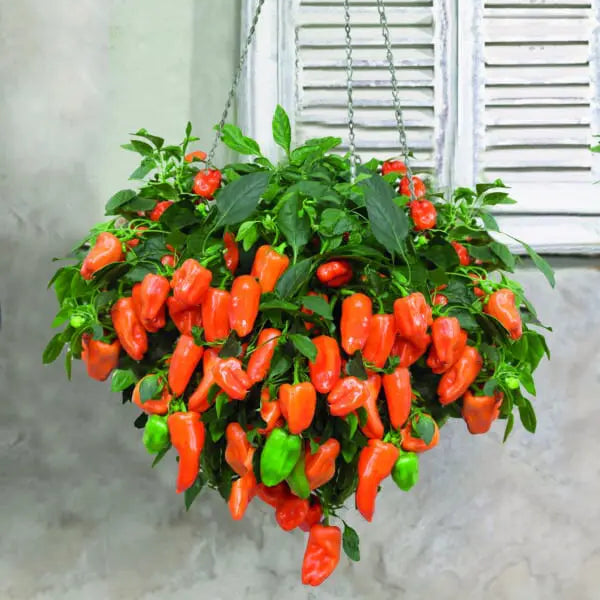 Photo de Poivron orange 'From Heaven' F1. La couleur caractéristique est : vert / orange. Les fruits présentent cette forme : conique. Le visuel permet d'observer les contours, les teintes et la disposition des éléments présentés. Les détails de forme et les contrastes donnent un aperçu de l'apparence de cette plante ou de sa récolte.