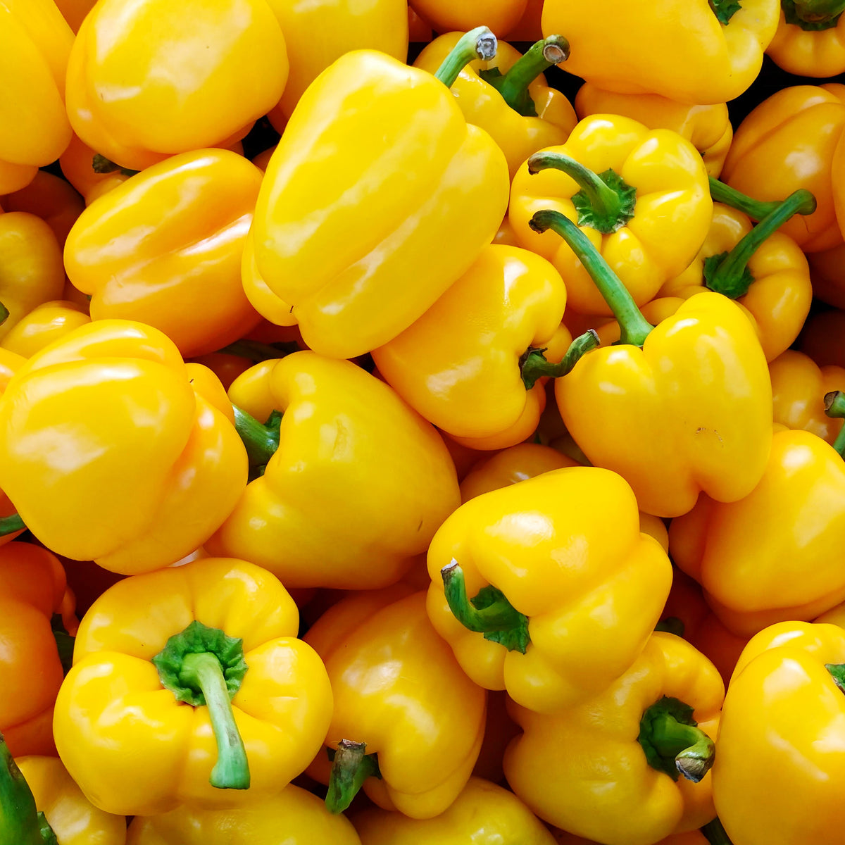 Photo de Poivron jaune 'Early Sunsation X3R' F1. La couleur caractéristique est : jaune brillant. Les fruits présentent cette forme : carrée. Le visuel permet d'observer les contours, les teintes et la disposition des éléments présentés. Les détails de forme et les contrastes donnent un aperçu de l'apparence de cette plante ou de sa récolte.