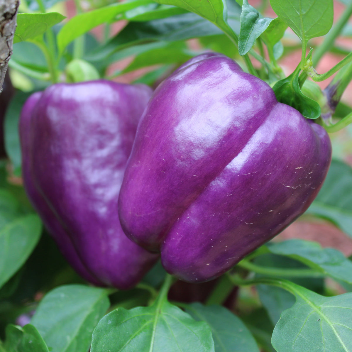 Photo de Poivron mauve 'Dragonfly' F1. Les fruits poussent haut sur le plant, offrant une protection naturelle contre les maladies transmises par le sol. La couleur caractéristique est : pourpre. Les fruits présentent cette forme : carrée. Le visuel permet d'observer les contours, les teintes et la disposition des éléments présentés.