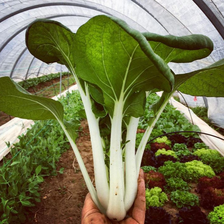Bok choy 'Prize Choi' bio