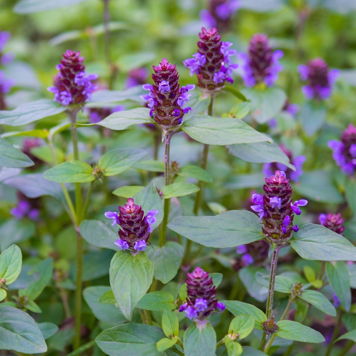 Organic Allheal Seeds by Gaia, product image prepared for Canadian gardeners.