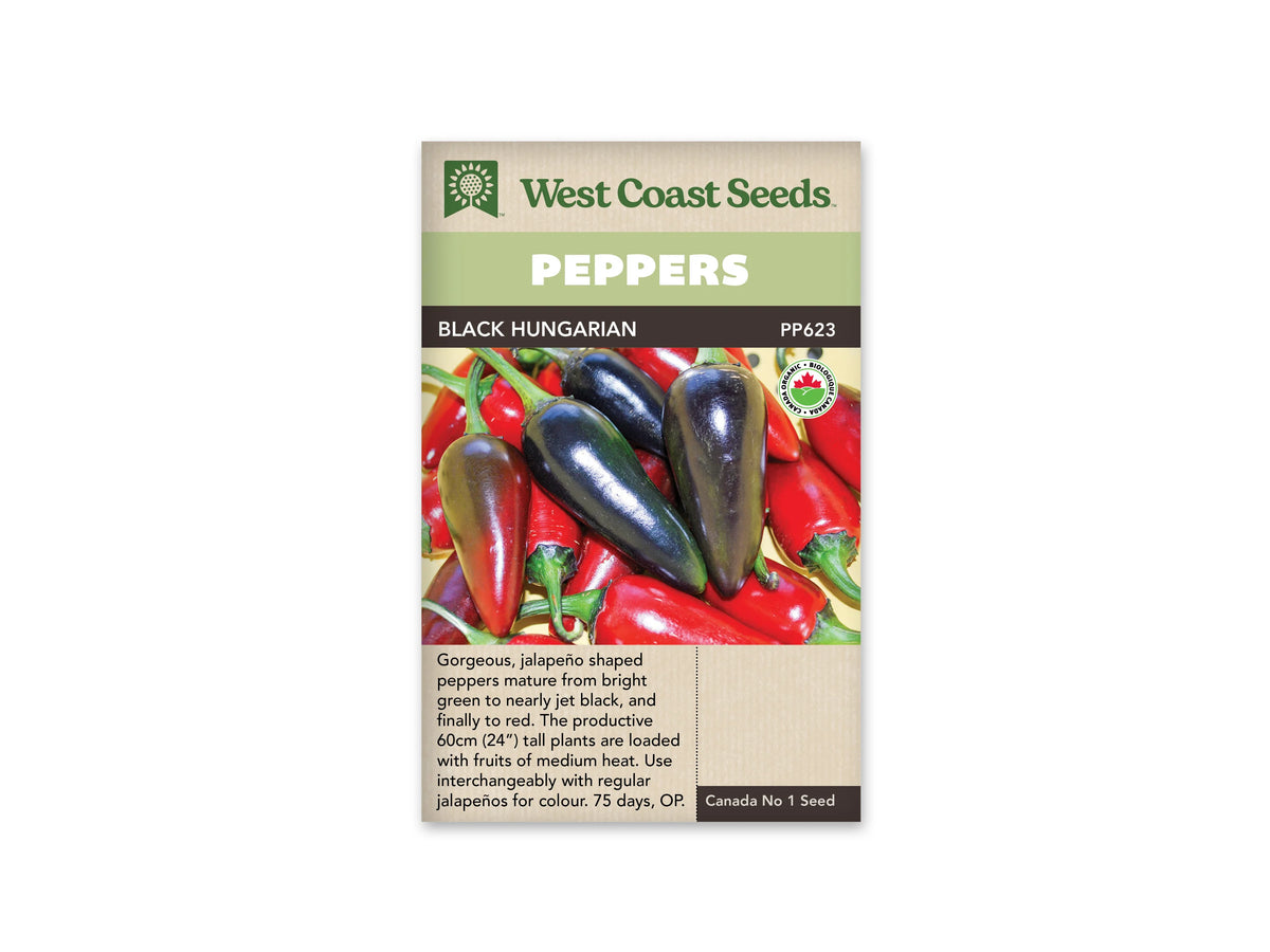 Sachet West Coast Seeds de piment Black Hungarian, avec bandeau vert et marque biologique ronde près de la photo. Des fruits très foncés, presque noirs et brillants, occupent le centre de l’image. Plusieurs fruits rouges et pédoncules verts les entourent. Leur forme rappelle celle de petits jalapeños. Le texte descriptif apparaît dans la partie beige inférieure.