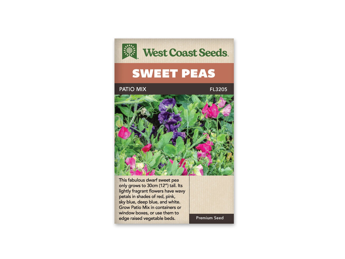 Sachet West Coast Seeds Patio Mix montrant des pois de senteur dans un feuillage vert dense. Des fleurs roses et violettes se répartissent entre les petites feuilles. Quelques boutons pâles restent fermés près des tiges. La photo présente une scène de plantation rapprochée, avec les corolles colorées visibles au-dessus et au milieu du feuillage.